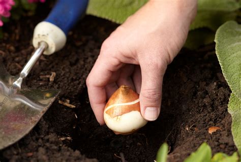 How To Plant Tulips Bulbs Back Gardener