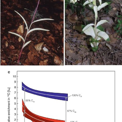 1 A convergent scenario for the evolution of heterotrophy in plants ...