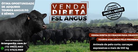 Fsl Angus Itapetininga Angus Org