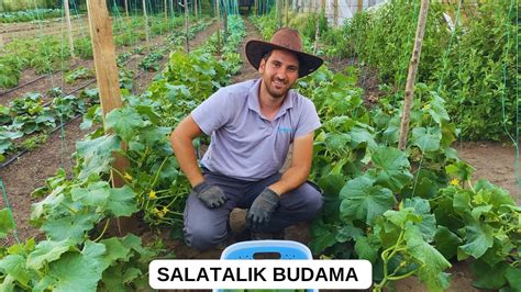 Salatalik Budama Ve Pe Alma Lk Meyveler N Aldik Youtube