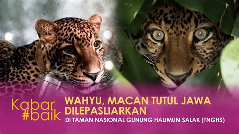 Wahyu Macan Tutul Jawa Dilepasliarkan Di Taman Nasional Gunung Halimun