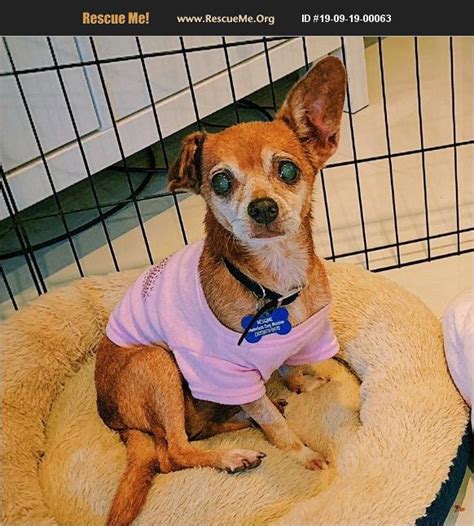 Adopt 19091900063 Chihuahua Rescue Miami Fl