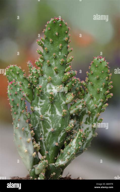 Opuntia Variegata Cacti Hi Res Stock Photography And Images Alamy