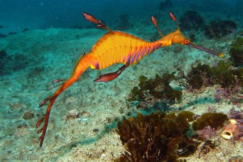 Common seadragon - Alchetron, The Free Social Encyclopedia