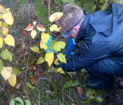 Japanese Knotweed Removal Bristol | Eradication | Control