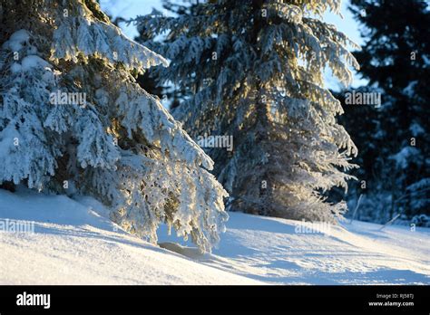 Winterlandschaft Lusen Bayerischer Wald Bayern Deutschland Europa