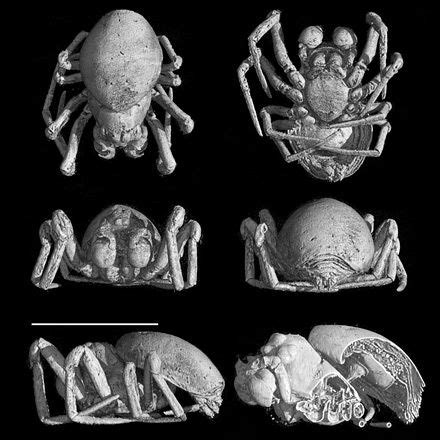 3D Images Of A 53 Million Year Old Male Spider Which Had Been Preserved