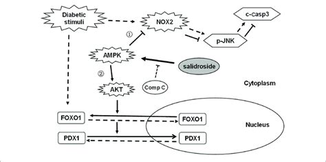 Proposed Action Pathway Of Salidroside In Preventing β Cell Failure