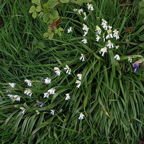 Wild Flower Society Bluebells The Armada Is Here Again