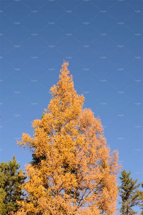 Larch showing fall colors stock photo containing tamarack and larch | Nature Stock Photos ...