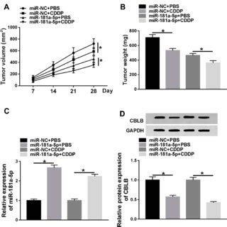 MiR 181a 5p Overexpression Enhances The Cytotoxicity Of CDDP In EAC In