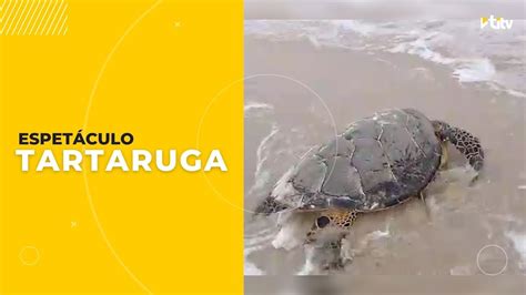 🐢 Tartaruga De Pente Desova Em Praia De IlhÉus Youtube