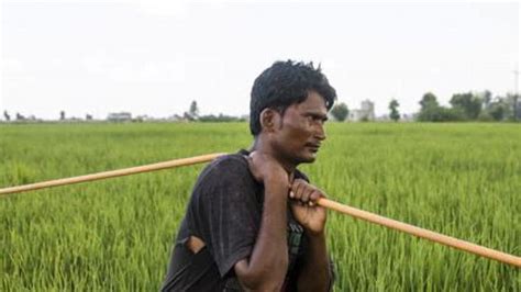 Haryana Farmers Give Up Rice Crop To Conserve Water India News