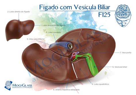 Fígado Vesícula Biliar MogiGlass Anatomia e Simulação