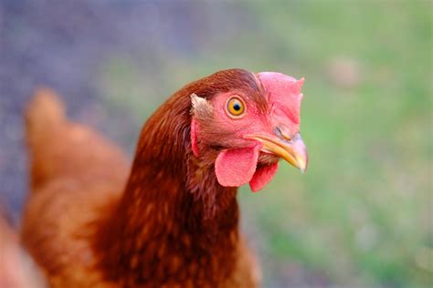 Chicken Breeds: Rhode Island Red