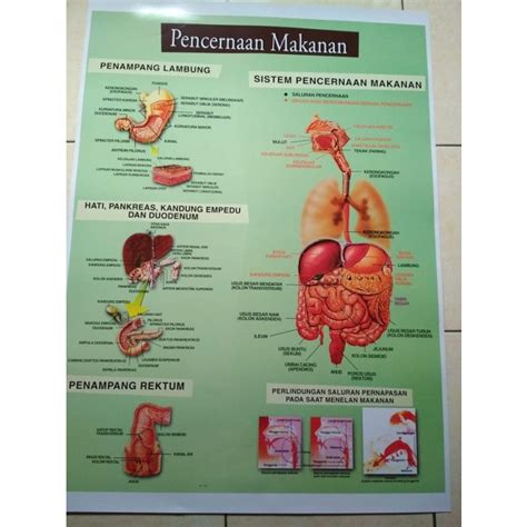 Jual Poster Gambar Pencernaan Manusia Anatomi Pencernaan Manusia