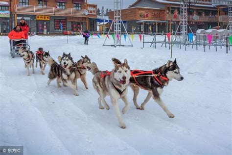 「雪橇三傻」是真的傻嗎？養了哈士奇的狗主人都哭了！ 每日頭條