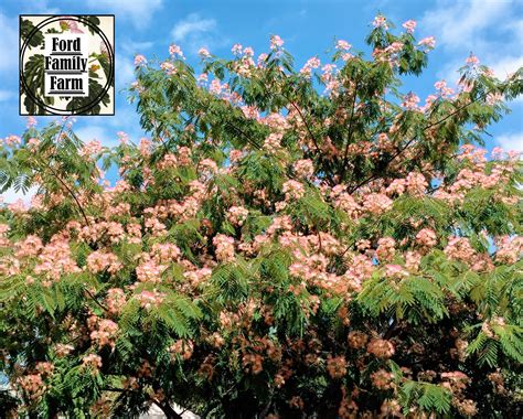 Mimosa Tree Persian Pink Silk Tree Seeds Albizia Julibrissin Etsy