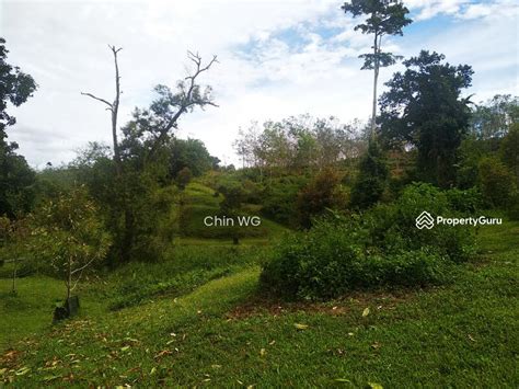 Durian Orchard Farm Kg Tat Sega Raub Pahang Jalan Kg Tat Sega