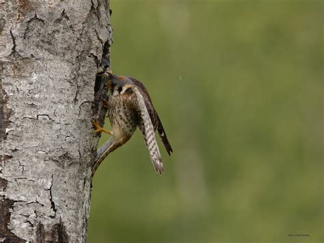 Kestrel Sequence | paulrossibirds