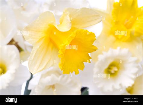 bouquet from white and yellow narcissus Stock Photo - Alamy