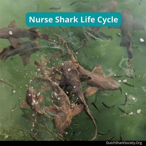 Nurse Shark Facts & Information Guide