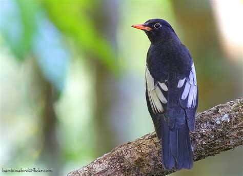 Grey Winged Blackbird Turdus Boulboul นกเดินดงดำปีกเทา Flickr