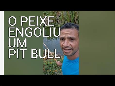 Peixe Engoliu Pit Bull YouTube