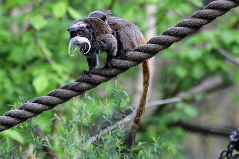 Emperor Tamarin Habitat