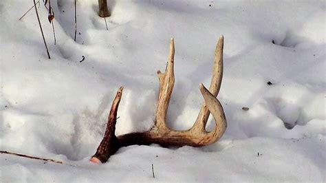 The Gamekeepers Of Mossy Oak How To Find Deer Antler Sheds By Gerald Almy Gary Howeys Outdoors