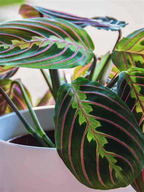 How To Grow And Care For Prayer Plant Maranta Leuconeura Planet Natural