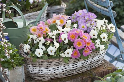 Korb Jardiniere Mit Primula Acaulis Bild Kaufen