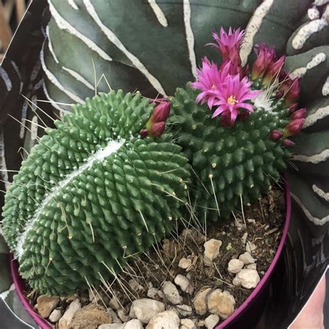 Маммиллярия Спинозиссима ун Пико Кристата - купить, цена, фото в ...