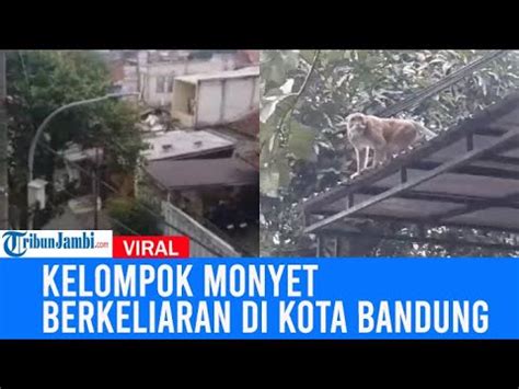 Viral Video Kelompok Monyet Berkeliaran Di Kota Bandung Ada Di