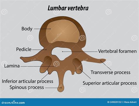 Labeled Lumbar Vertebrae