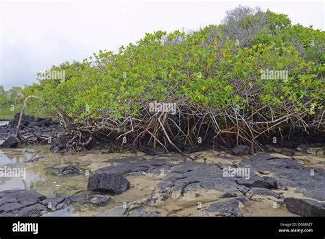 Red Mangroves Fotos Und Bildmaterial In Hoher Aufl Sung Alamy