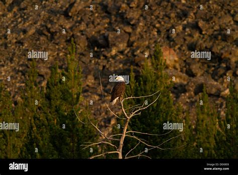 Bald Eagle Perched Stock Photo - Alamy