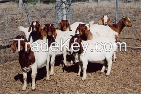 Pure Breed LIVE Boer Goats 100 Full Blood Boer Goats Live Sheep