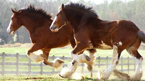 Clydesdale Horse - gallop to discover