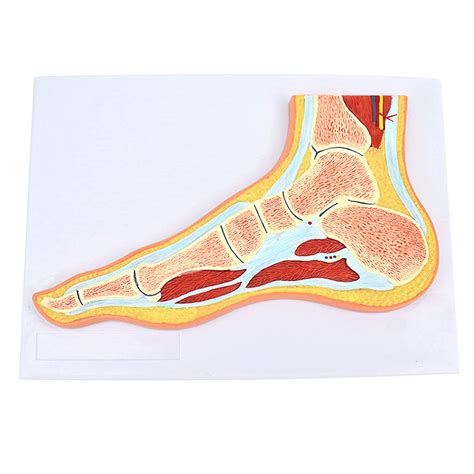 Buy Skeletal muscle model of the foot joint, anatomical anatomical foot