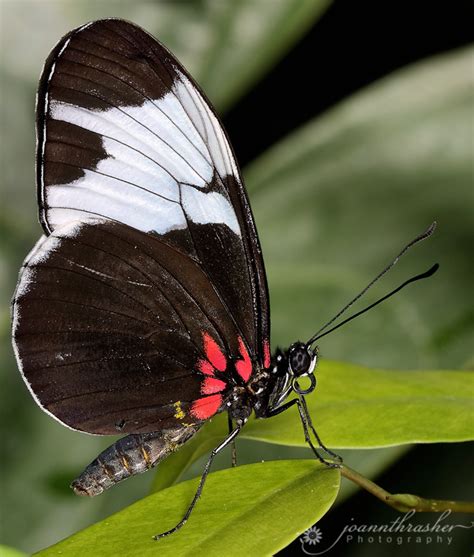 My Corner Of The World Butterflies In Bloom At Dow Gardens Midland Mi