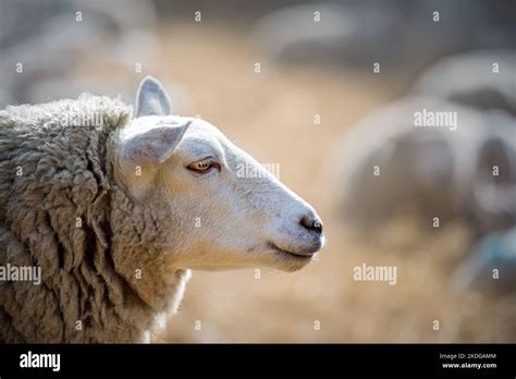 Ewe Sheep Standing In A Lambing Pen Headshot Side Profile Stock Photo