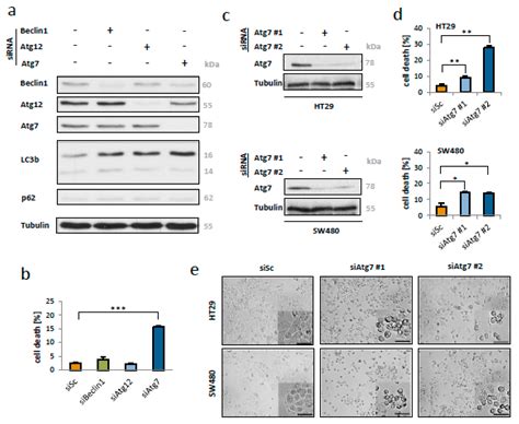 IJMS Free Full Text Knockdown Of Atg7 Induces Nuclear LC3 Dependent