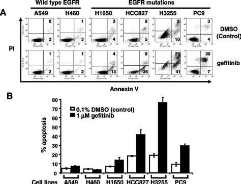 Up Regulation Of Bim Correlates With Gefitinib Induced Apoptosis In