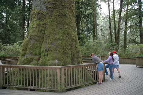 Oregons Largest Tree Now A Magnificent Stump On The Oregon Coast