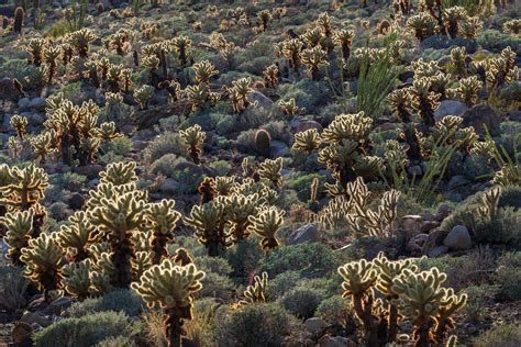 Anza Borrego Desert Fm Forums