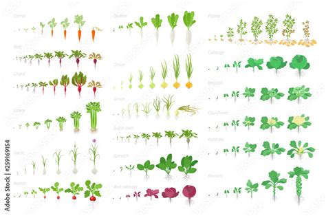 Vegetables Agricultural Plant Growth Big Set Animation Vector