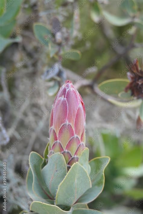 Herzogin Protea Strahlenbl Tiger Oder Breitbl Ttriger Zuckerbusch