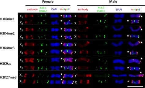 Distribution Of Histone Modifications Typical For Active Chromatin On