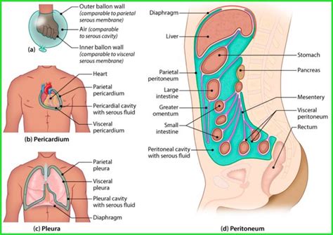 Serous Membrane Diagram